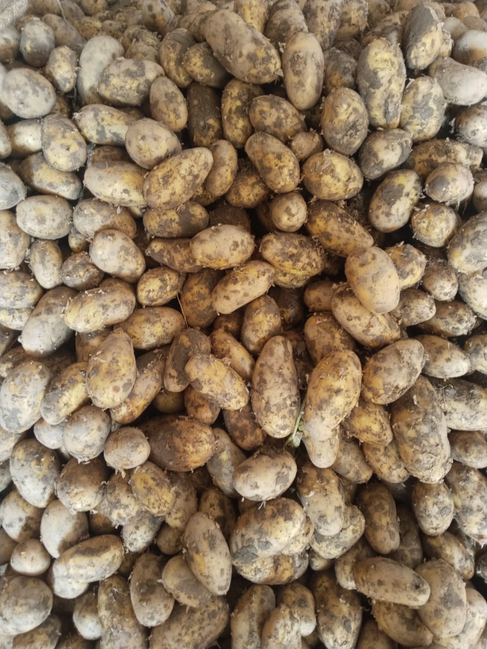 Pramsol supplied photograph of potatoes